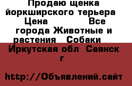 Продаю щенка йоркширского терьера  › Цена ­ 20 000 - Все города Животные и растения » Собаки   . Иркутская обл.,Саянск г.